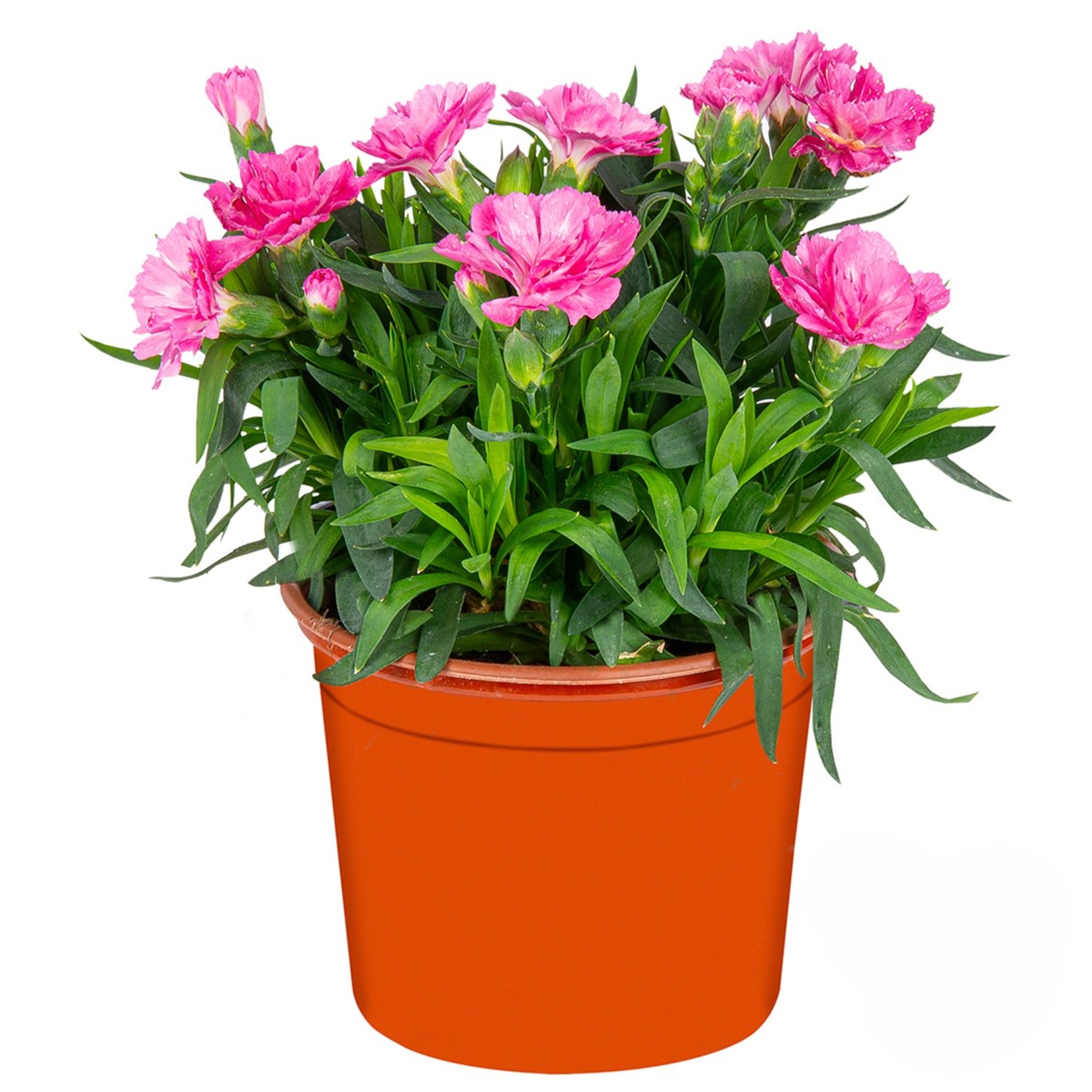 Kokulu Karanfil - Görsel 4