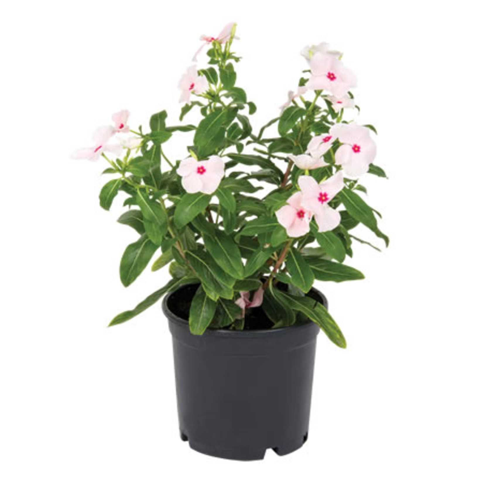 Pervane Çiçeği (Vinca Rosa)