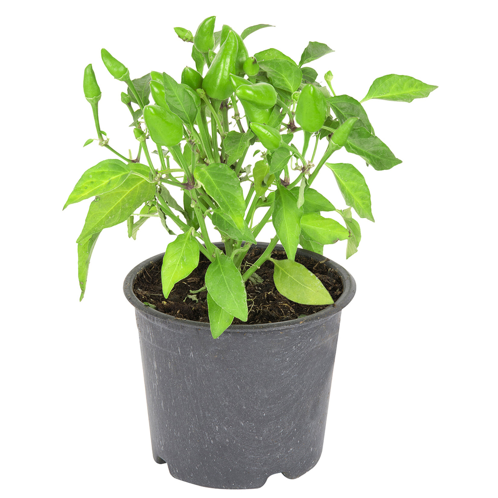 Saksılı Süs Biberi