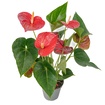 Anthurium - Görsel 1