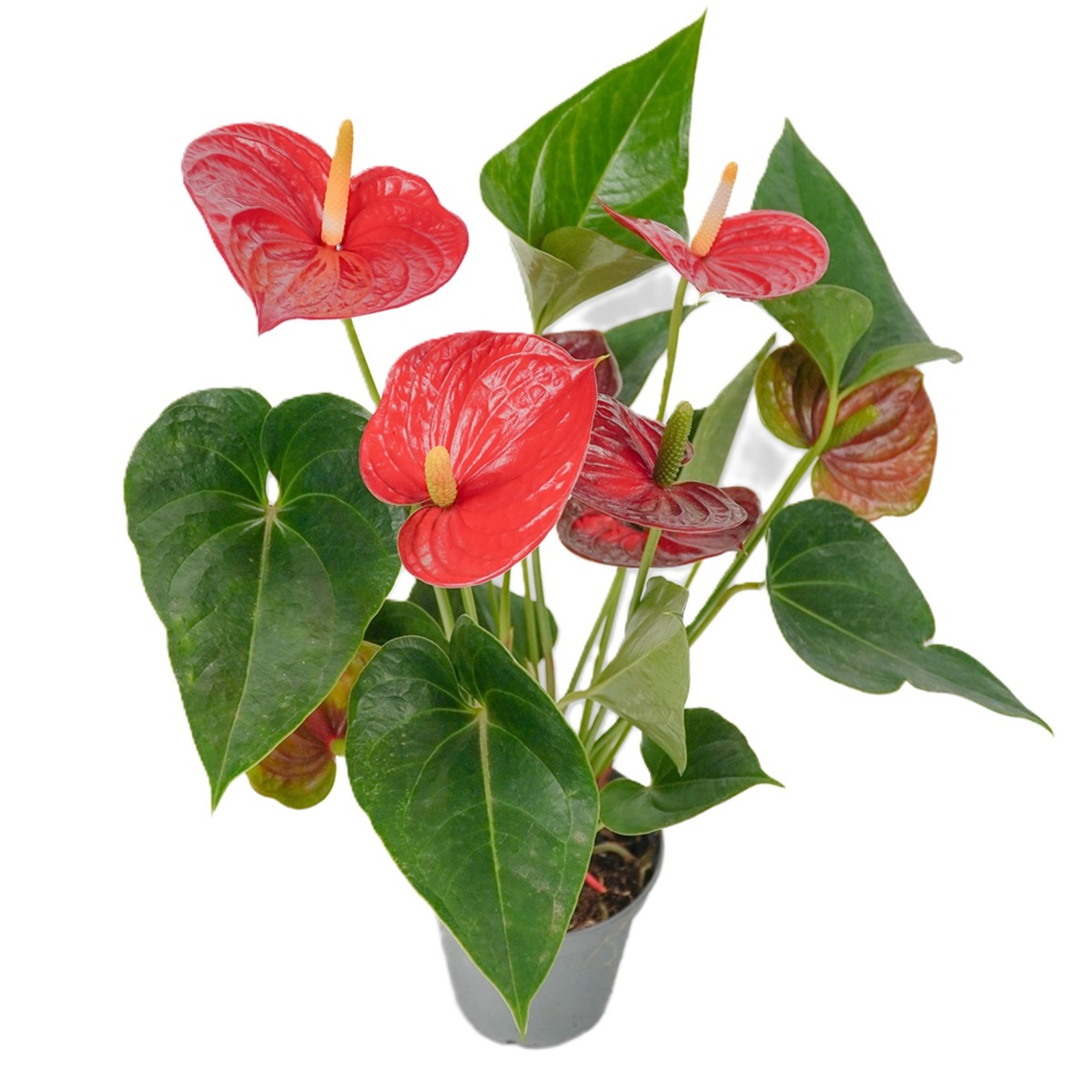 Anthurium - Görsel 1