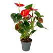 Anthurium - Görsel 2