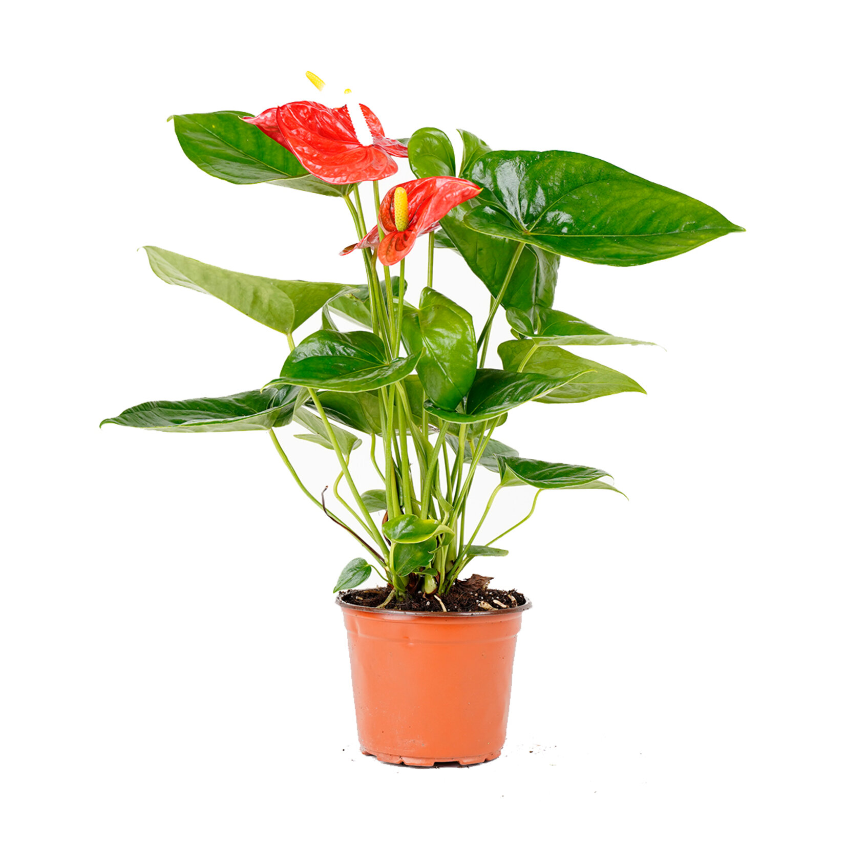 Anthurium Q15