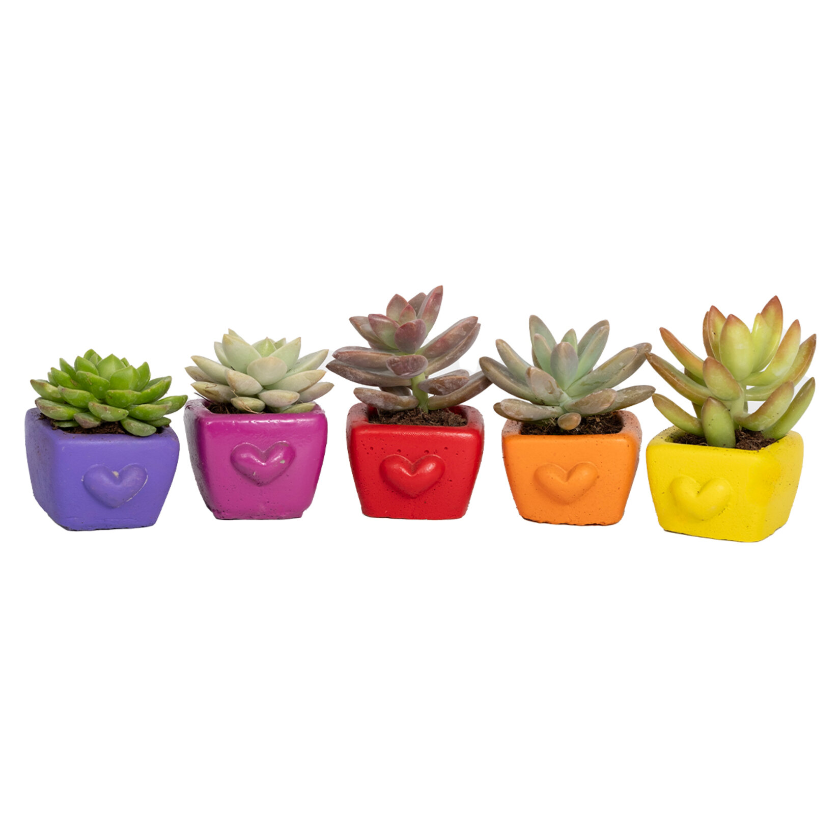 Kalp Saksı Mini Succulent