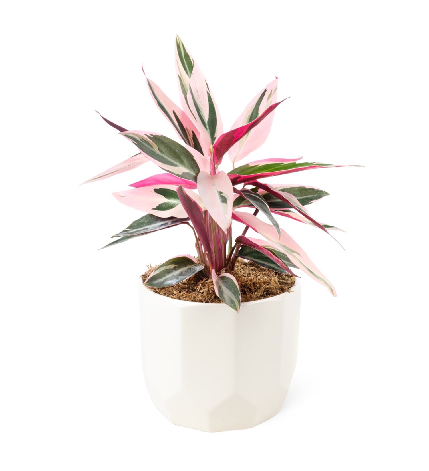 Calathea Trıostar Arj 12 Cm