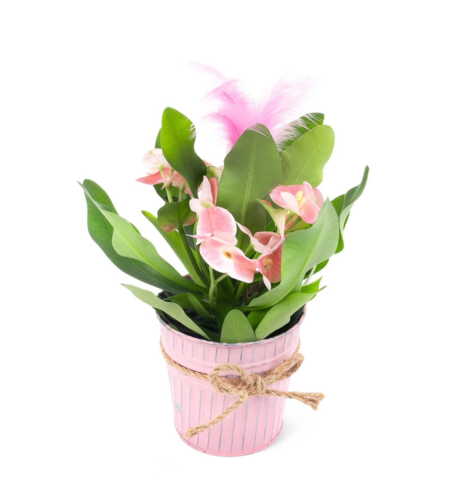 Euphorbia Milii 10Cm H:25