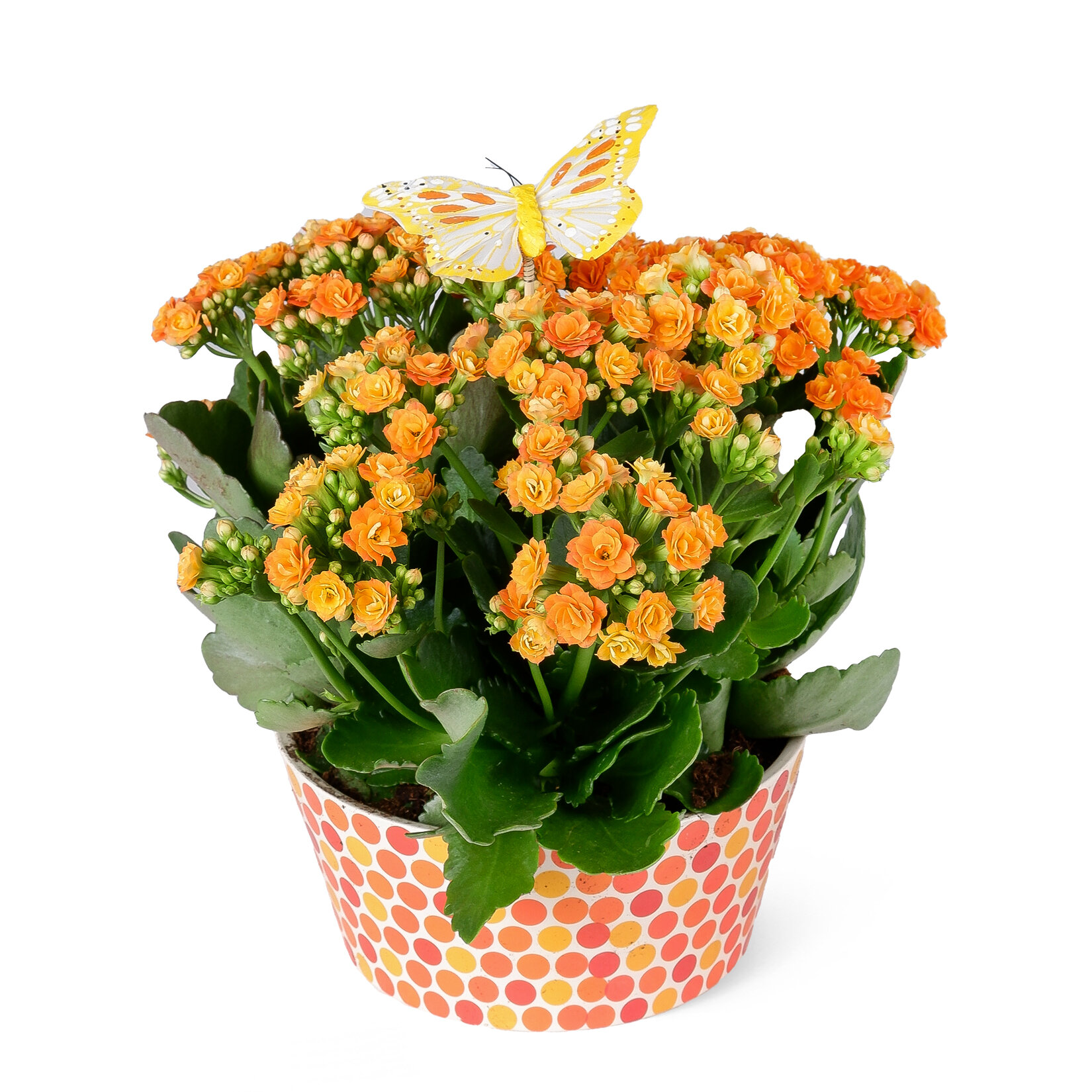 Kalanchoe Turuncu Puantiyeli Arj 16Cm