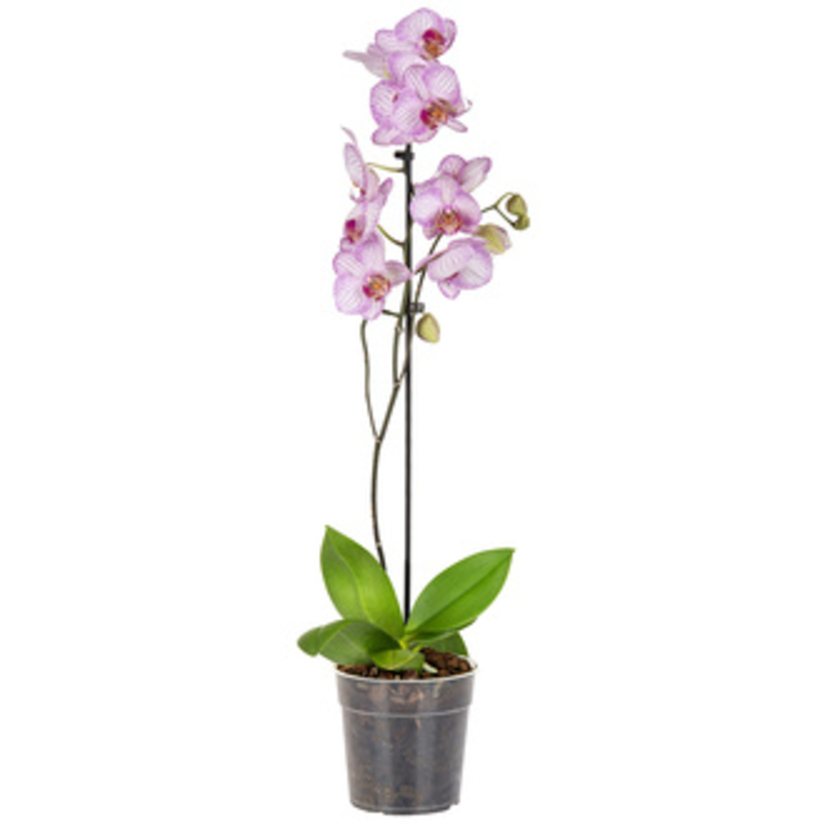 Solo Plant Orkide Q12 ( 50-70 Cm ) - Görsel 1