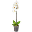 Solo Plant Orkide Q12 ( 50-70 Cm ) - Görsel 2