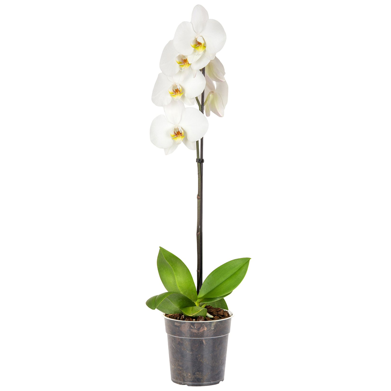 Solo Plant Orkide Q12 ( 50-70 Cm ) - Görsel 2