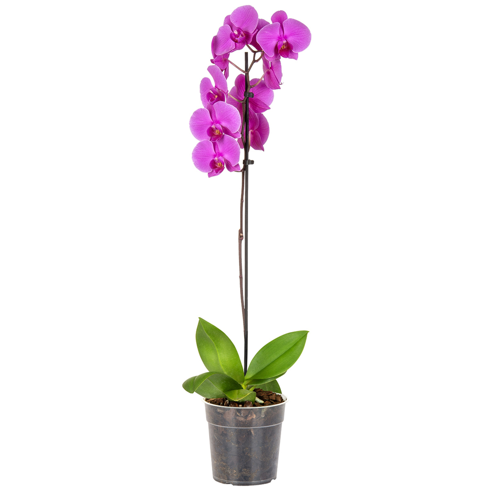 Solo Plant Orkide Q12 ( 50-70 Cm ) - Görsel 3