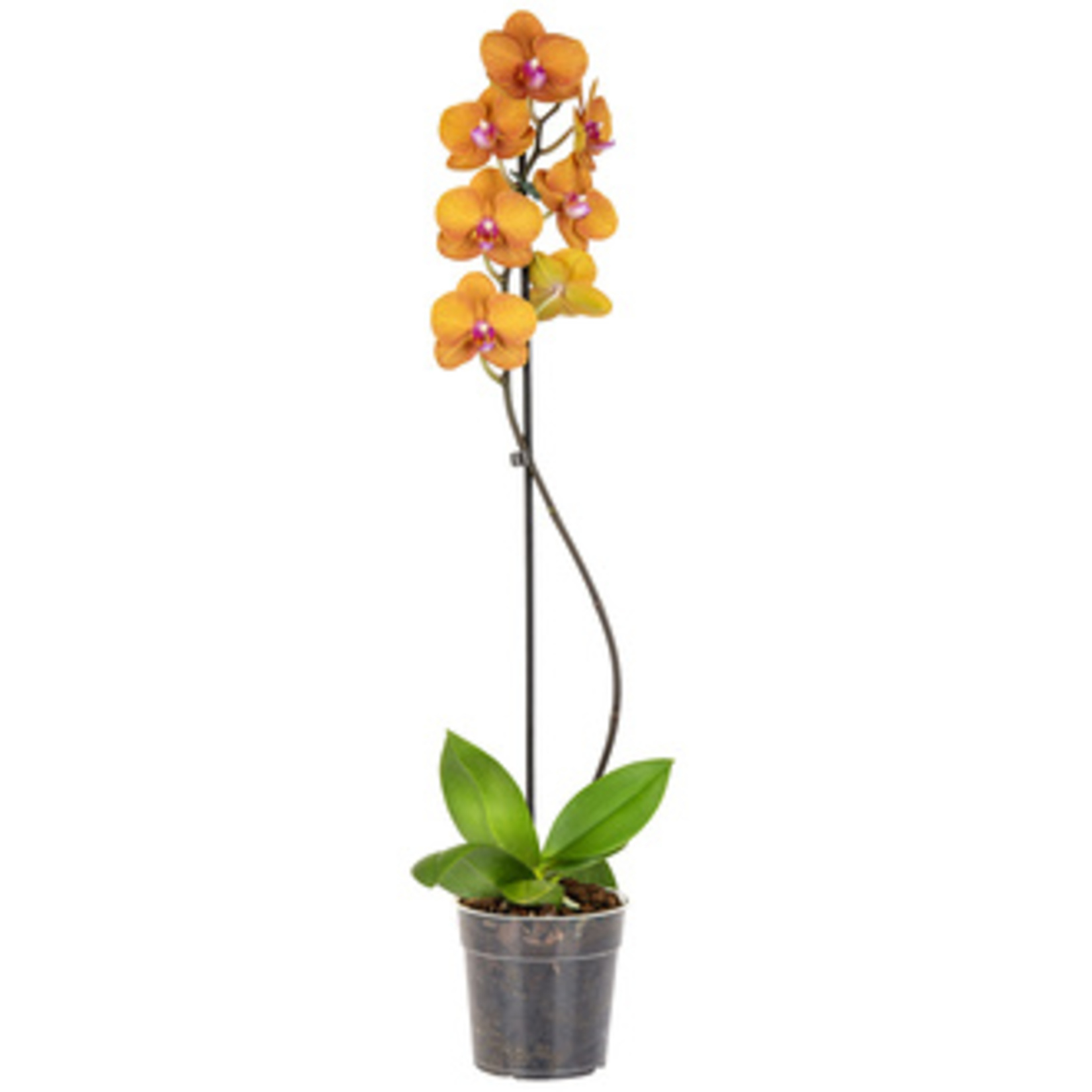 Solo Plant Orkide Q12 ( 50-70 Cm ) - Görsel 4