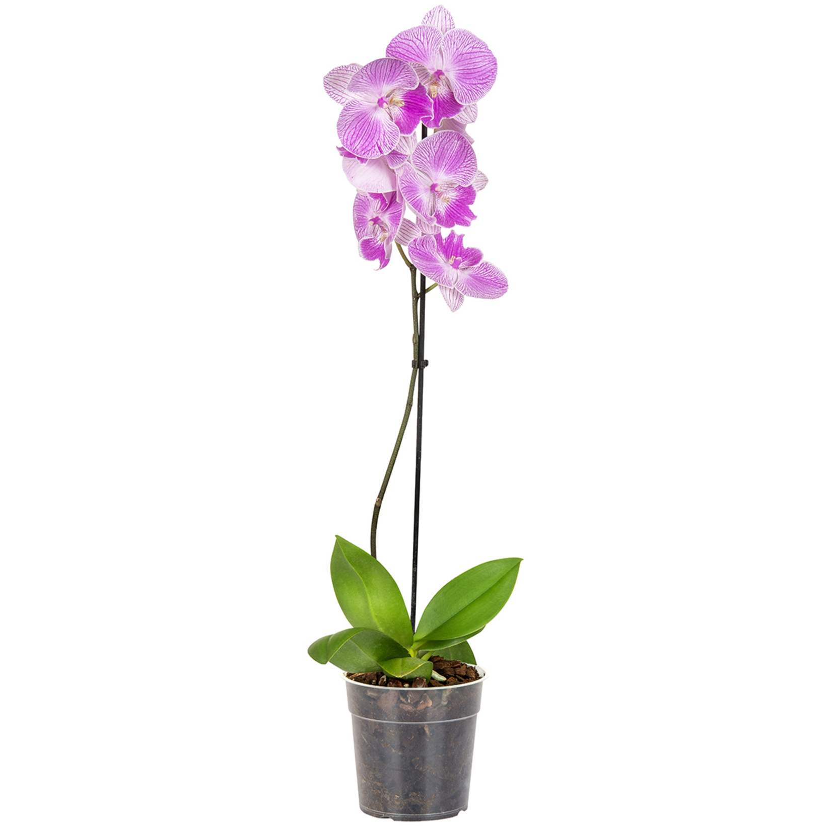 Solo Plant Orkide Q12 ( 50-70 Cm ) - Görsel 5
