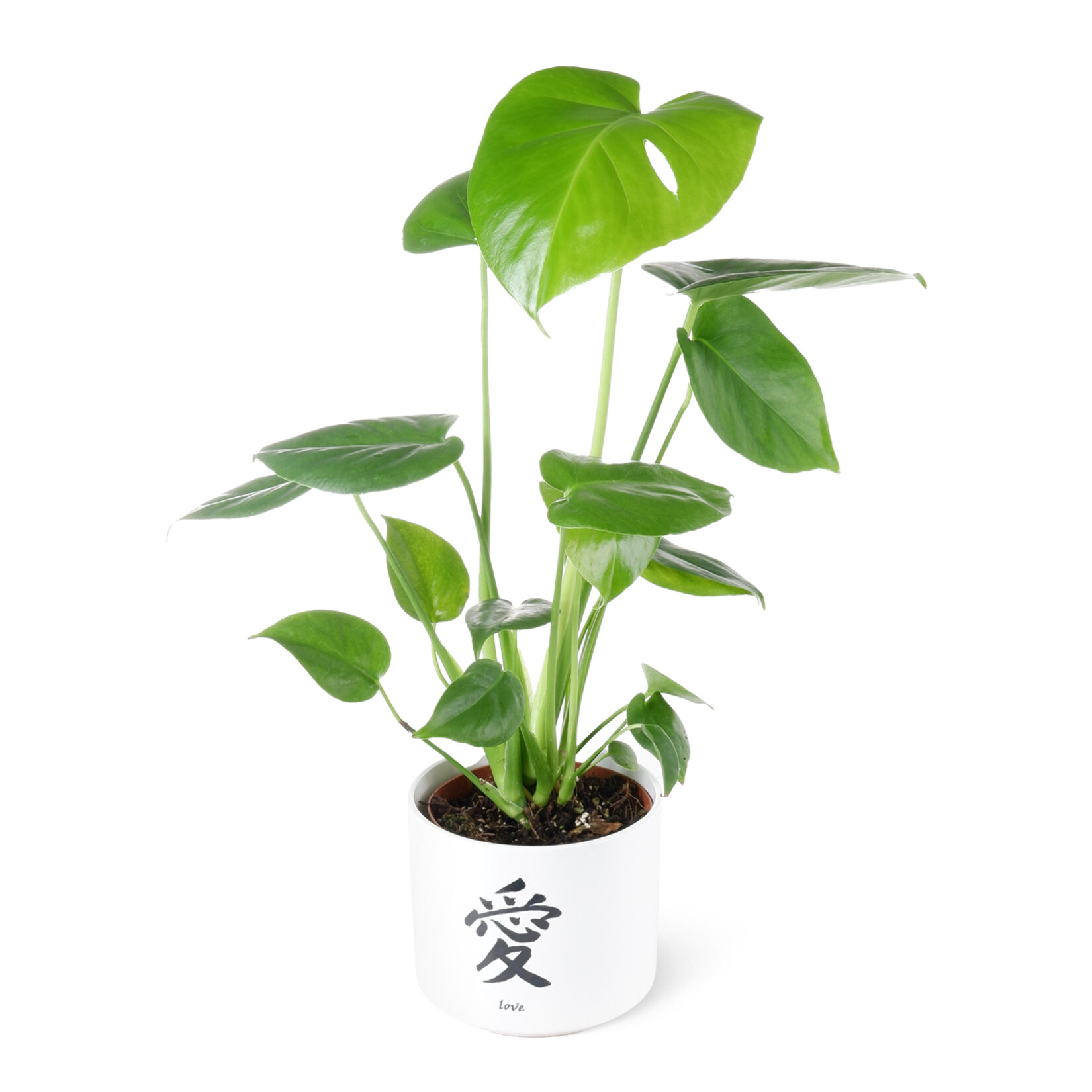 Monstera Saksılı Arj 12Cm