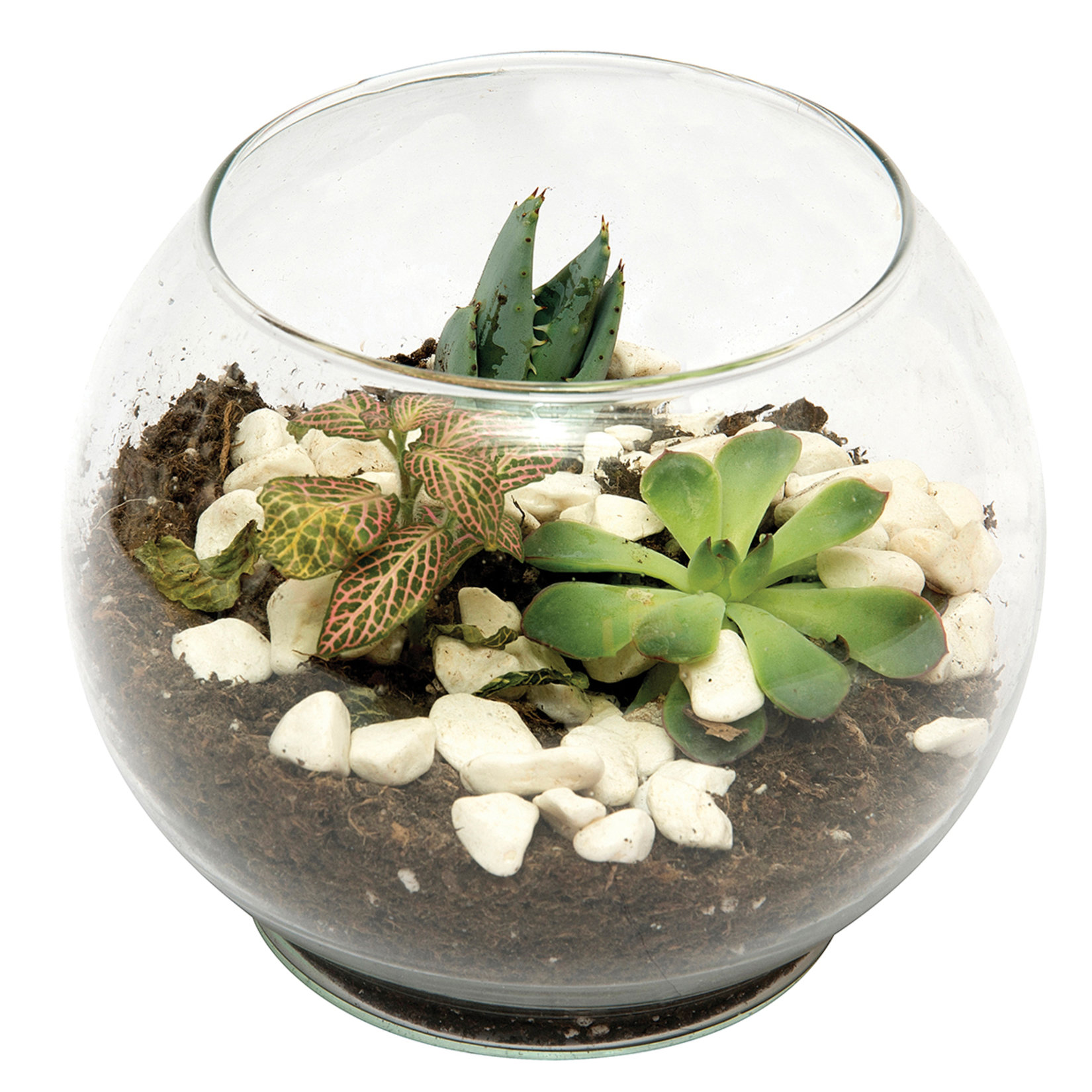 Terarrium Orkide Küçük