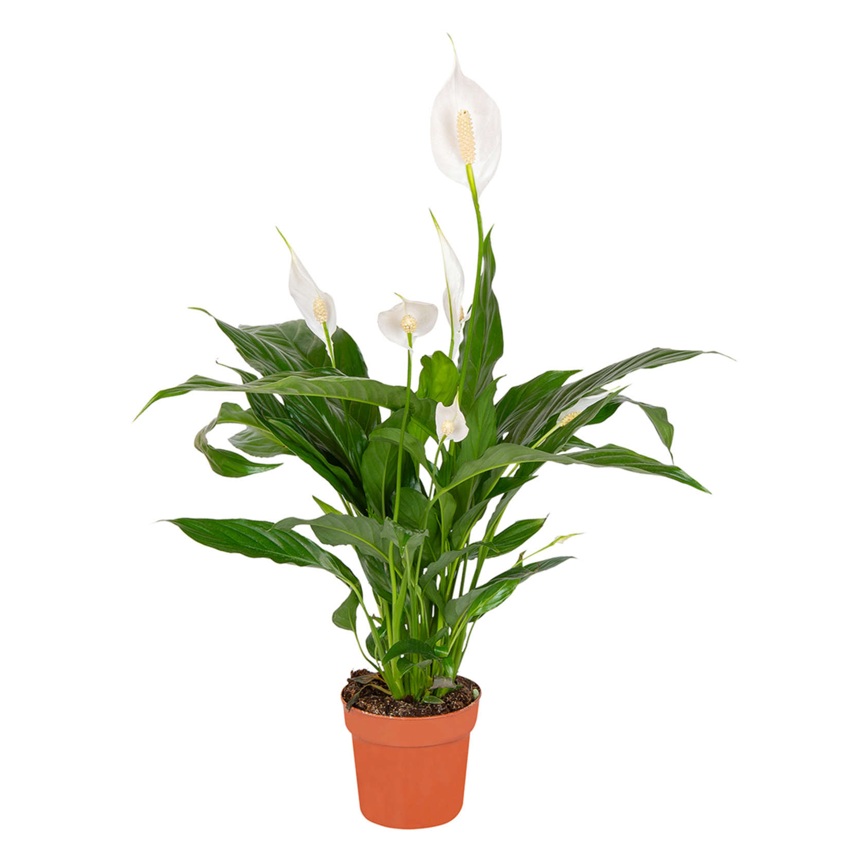 Barış Çiçeği (Spathphyllium) Q12