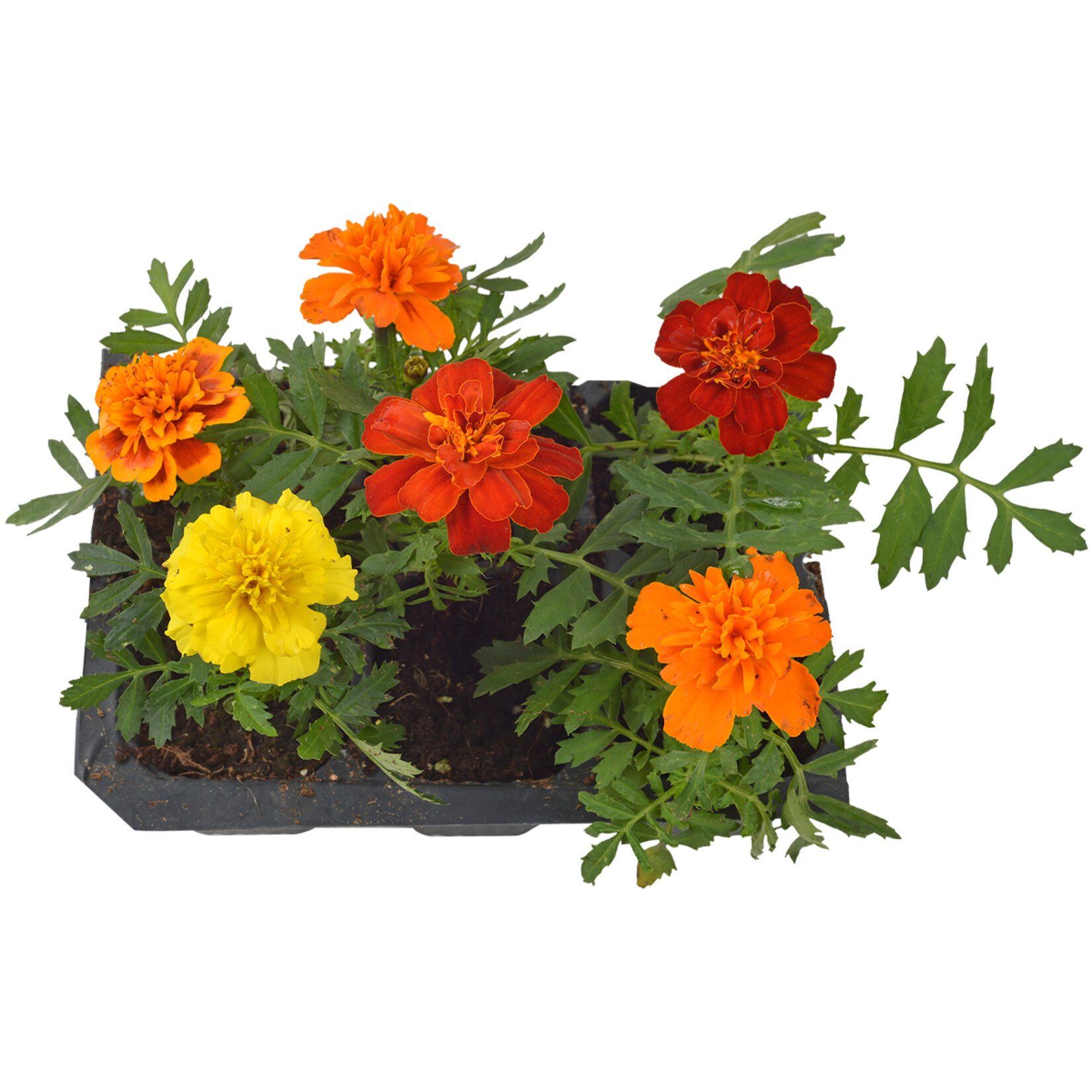 Mevsimlik Çiçek 6'lı