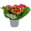 Queen Mini Kalanchoe - Görsel 1