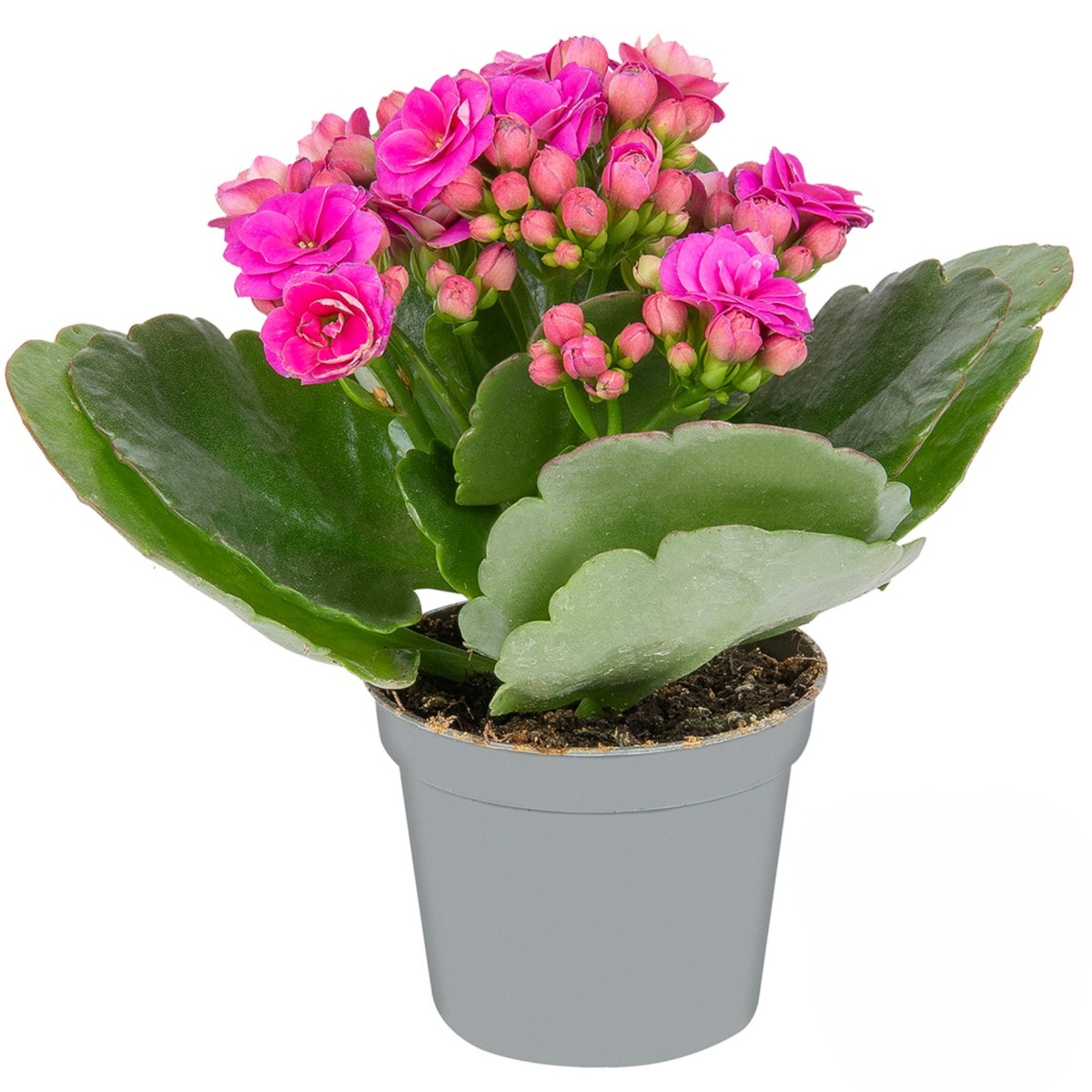 Queen Mini Kalanchoe - Görsel 2