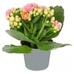 Queen Mini Kalanchoe - Görsel 3