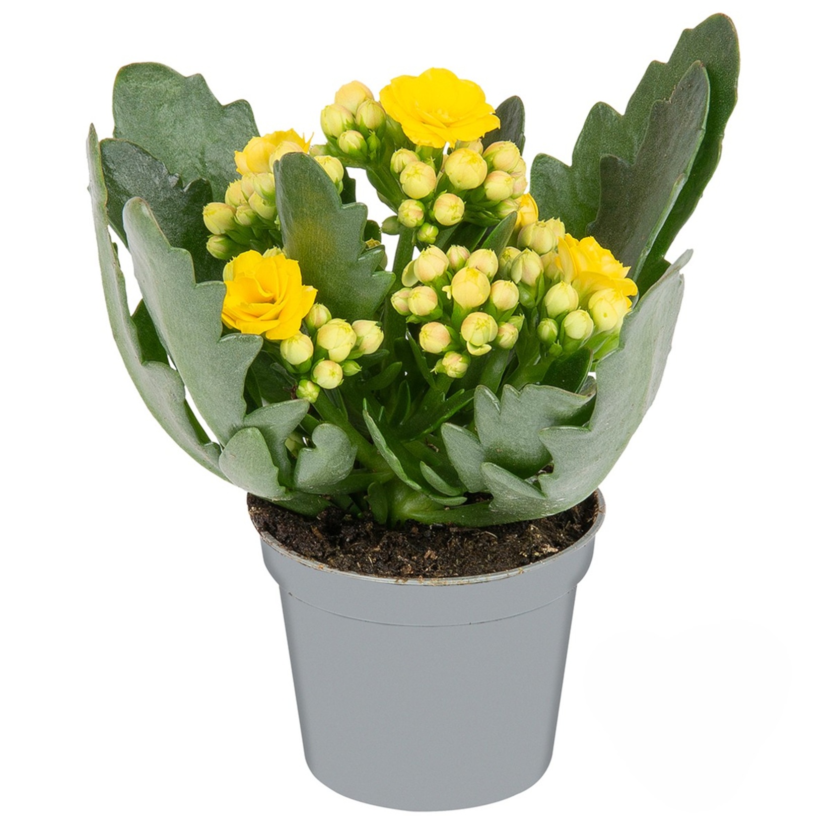 Queen Mini Kalanchoe - Görsel 5