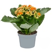 Queen Kalanchoe Q10,5 - Görsel 2