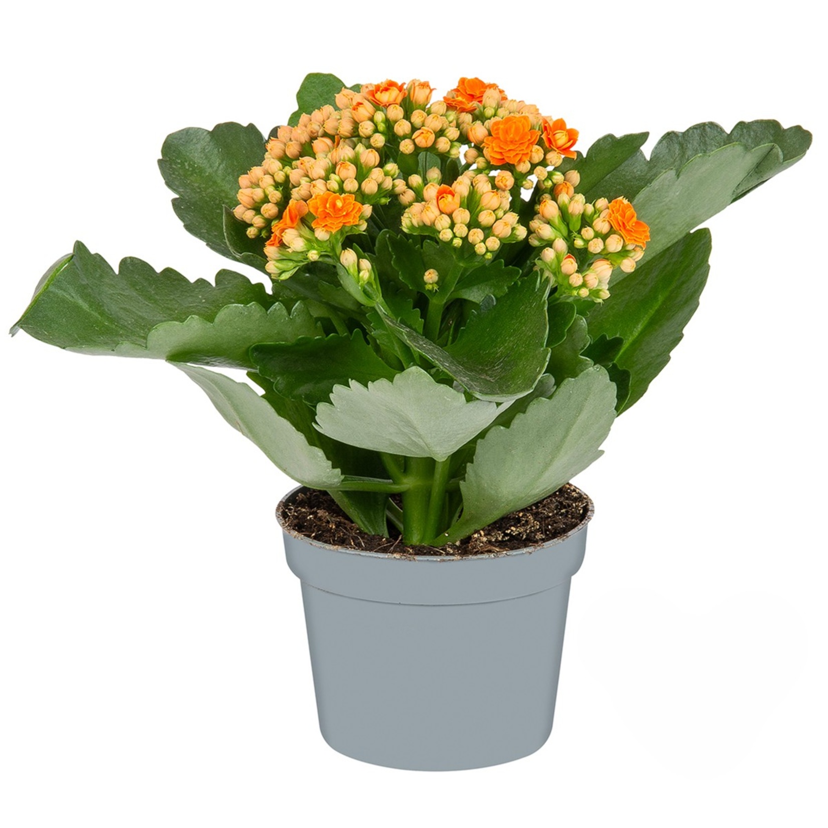 Queen Kalanchoe Q10,5 - Görsel 2