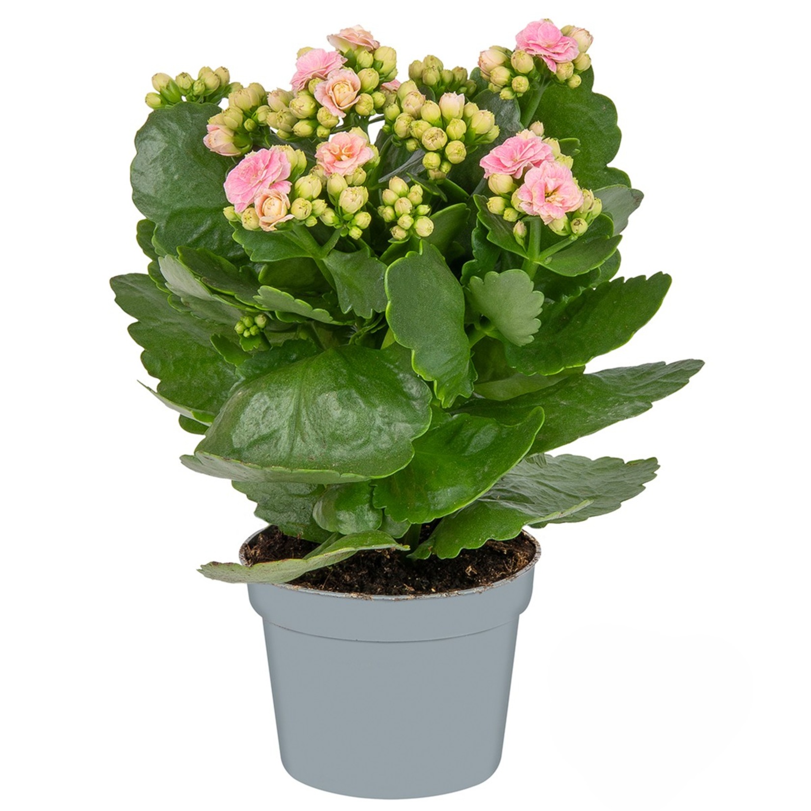 Queen Kalanchoe Q10,5 - Görsel 3