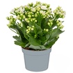 Queen Kalanchoe Q10,5 - Görsel 4