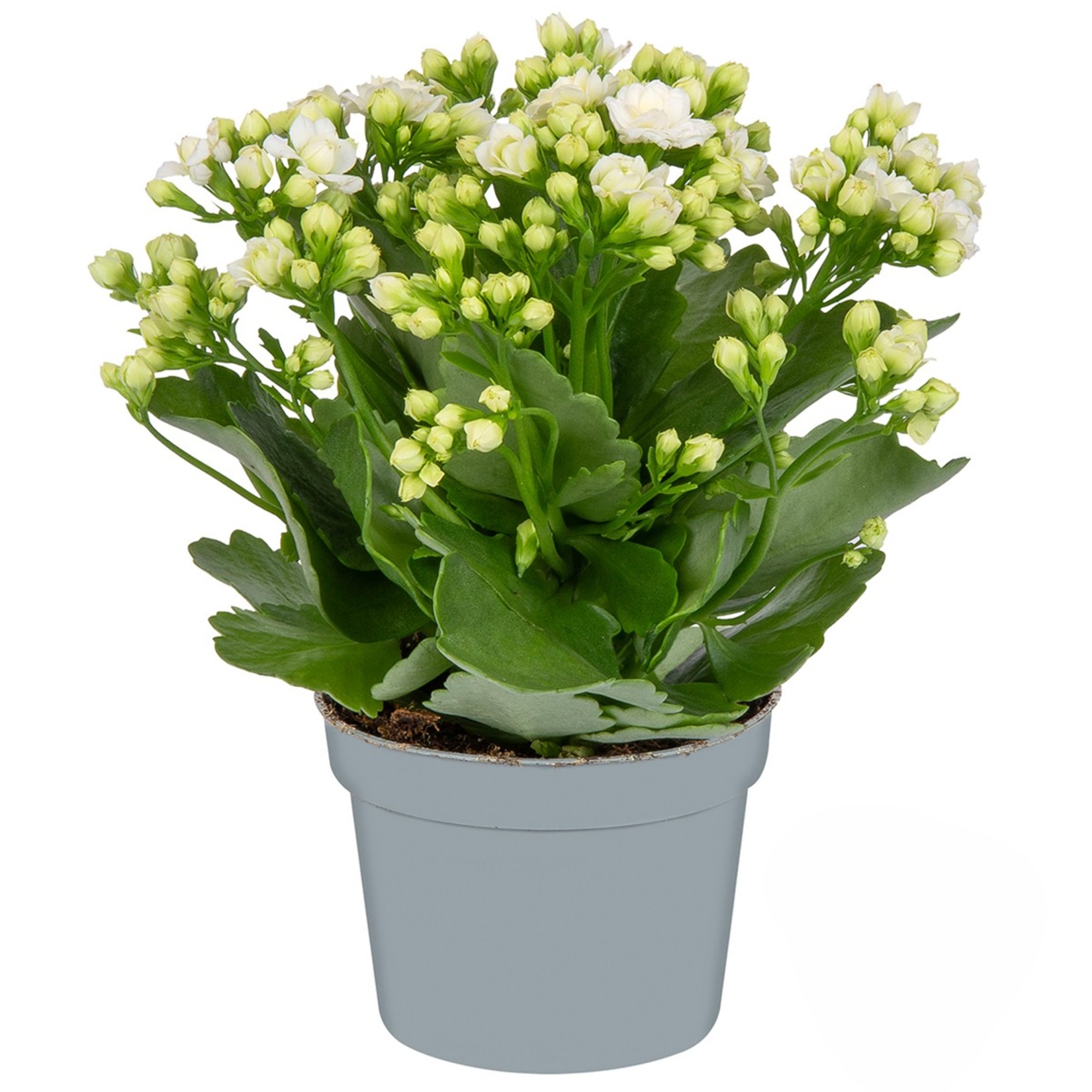 Queen Kalanchoe Q10,5 - Görsel 4