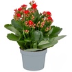 Queen Kalanchoe Q10,5 - Görsel 5