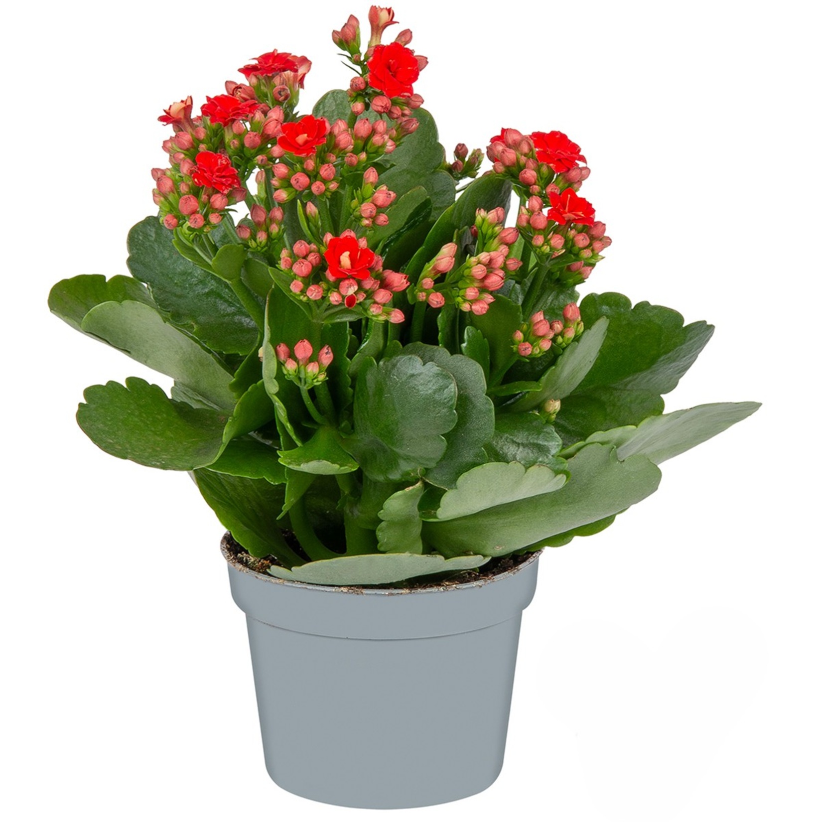 Queen Kalanchoe Q10,5 - Görsel 5
