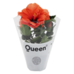 Hibiscus Q10,5 - Görsel 1