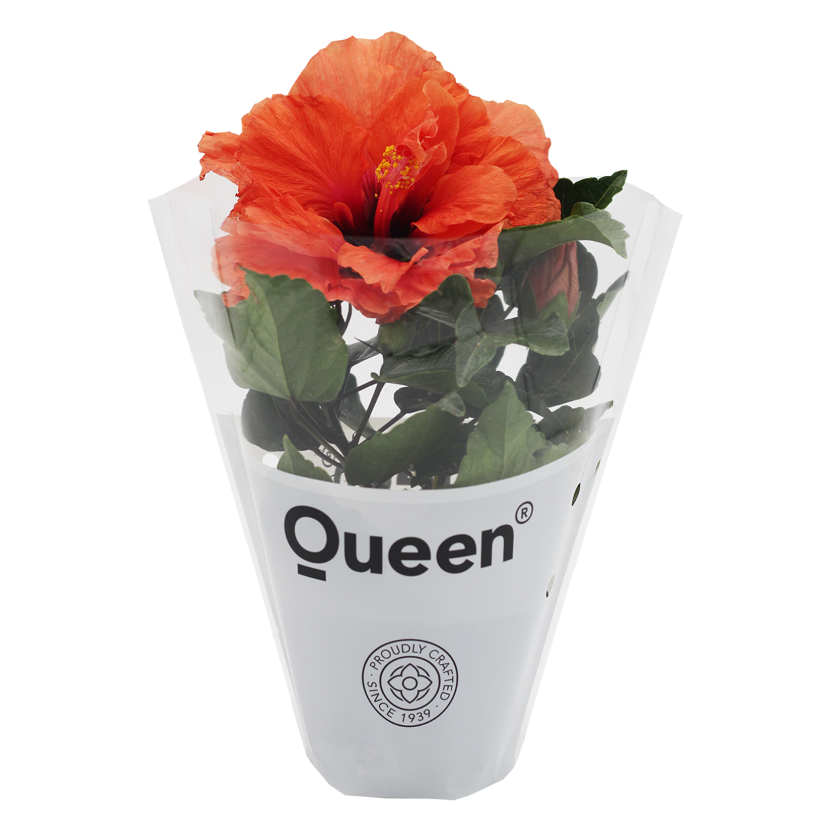  Hibiscus Q10,5 - Görsel 1