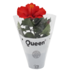  Hibiscus Q10,5 - Görsel 3