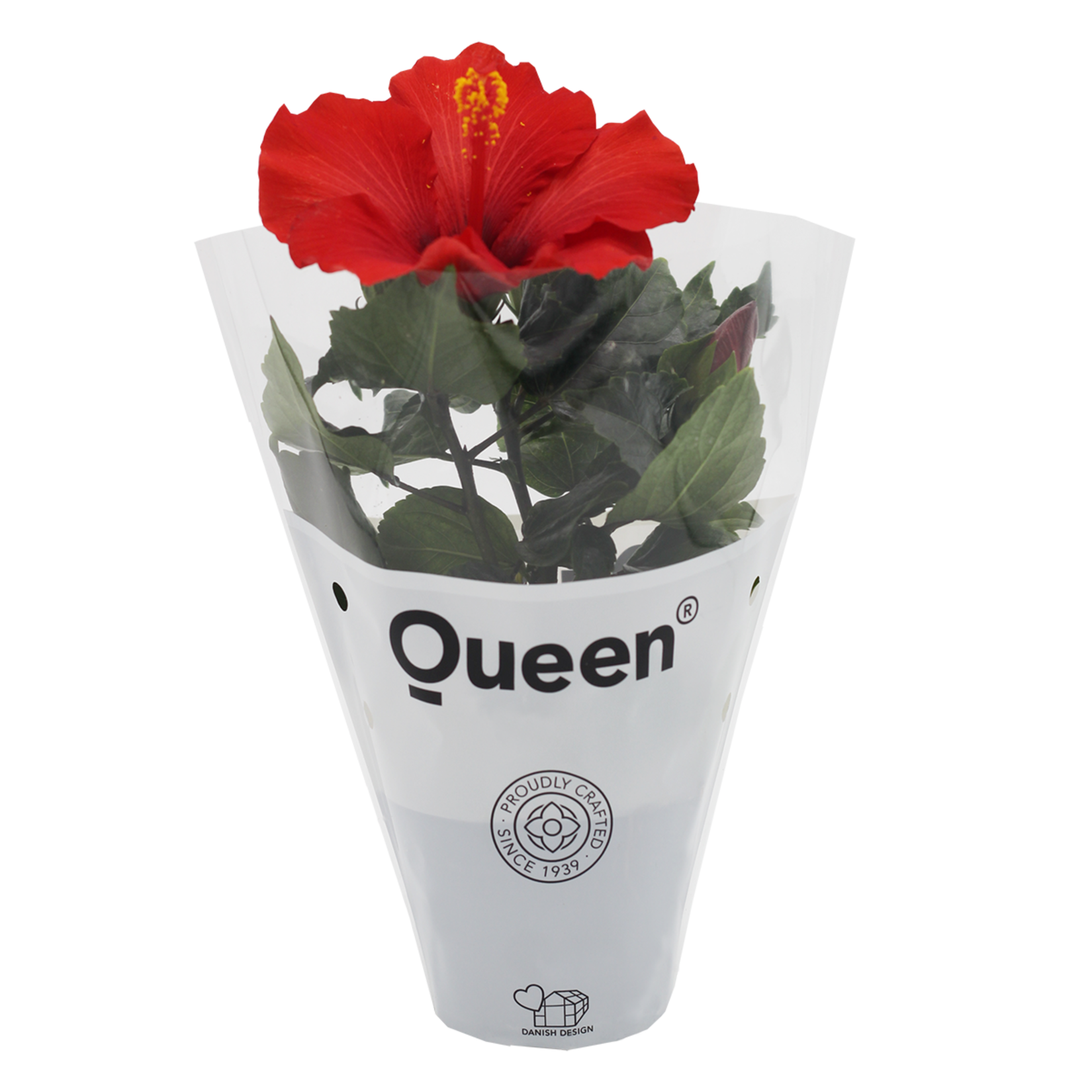  Hibiscus Q10,5 - Görsel 3