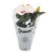  Hibiscus Q10,5 - Görsel 4