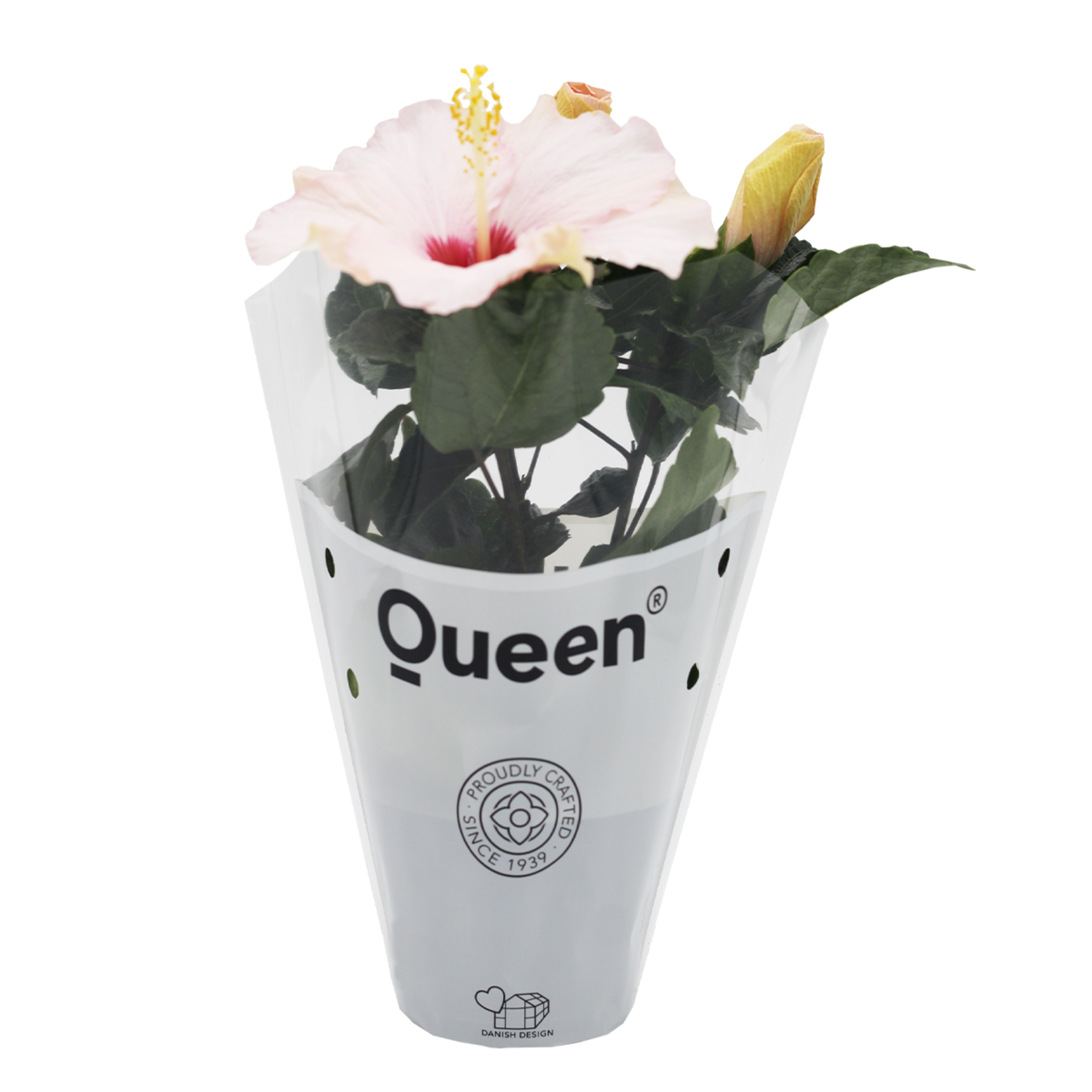  Hibiscus Q10,5 - Görsel 4