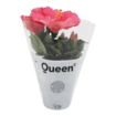  Hibiscus Q10,5 - Görsel 2