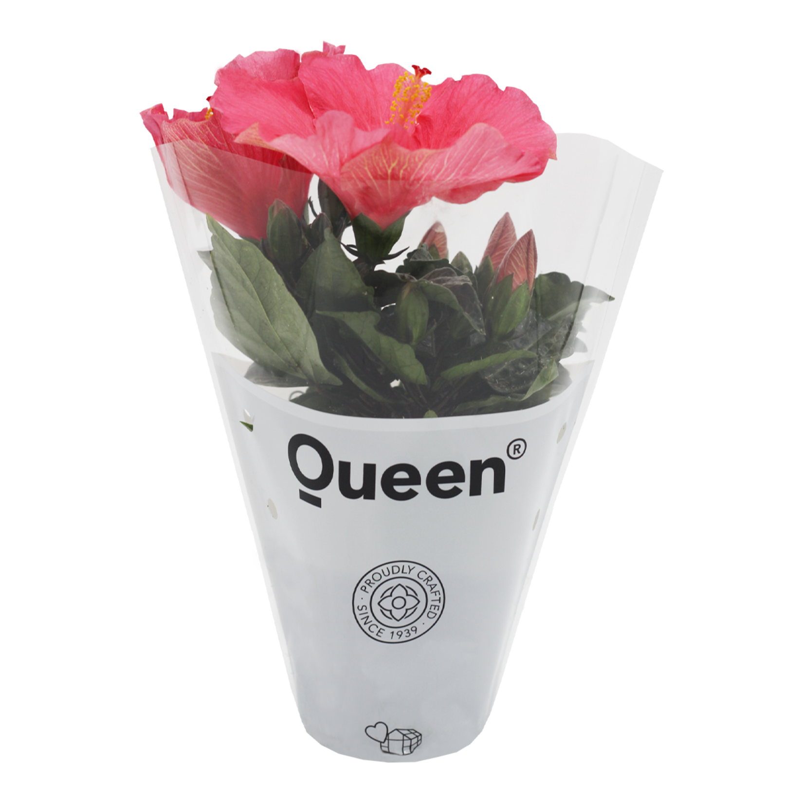  Hibiscus Q10,5 - Görsel 2