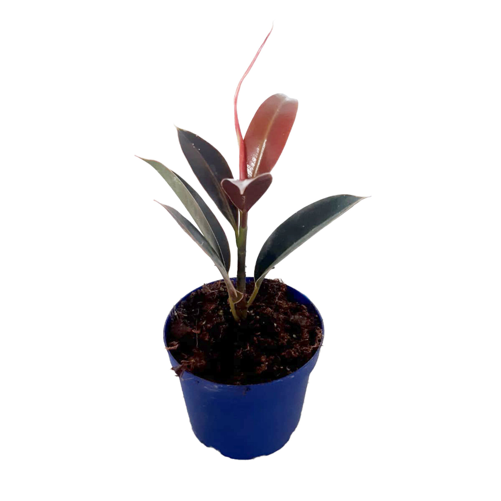 Plant Mix Q9 - Görsel 4