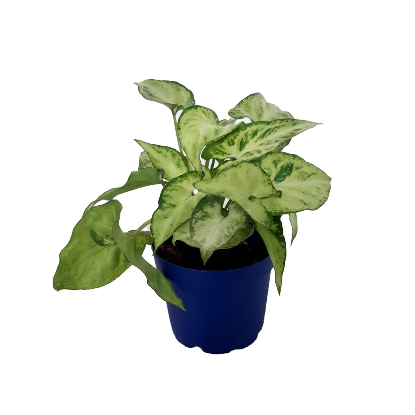 Plant Mix Q9 - Görsel 5