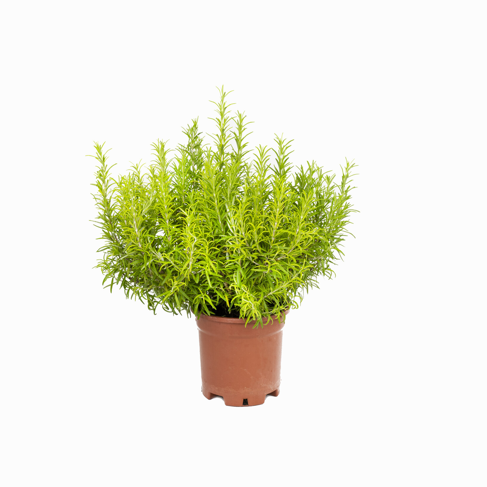 Aromatik Bitkiler - Görsel 1