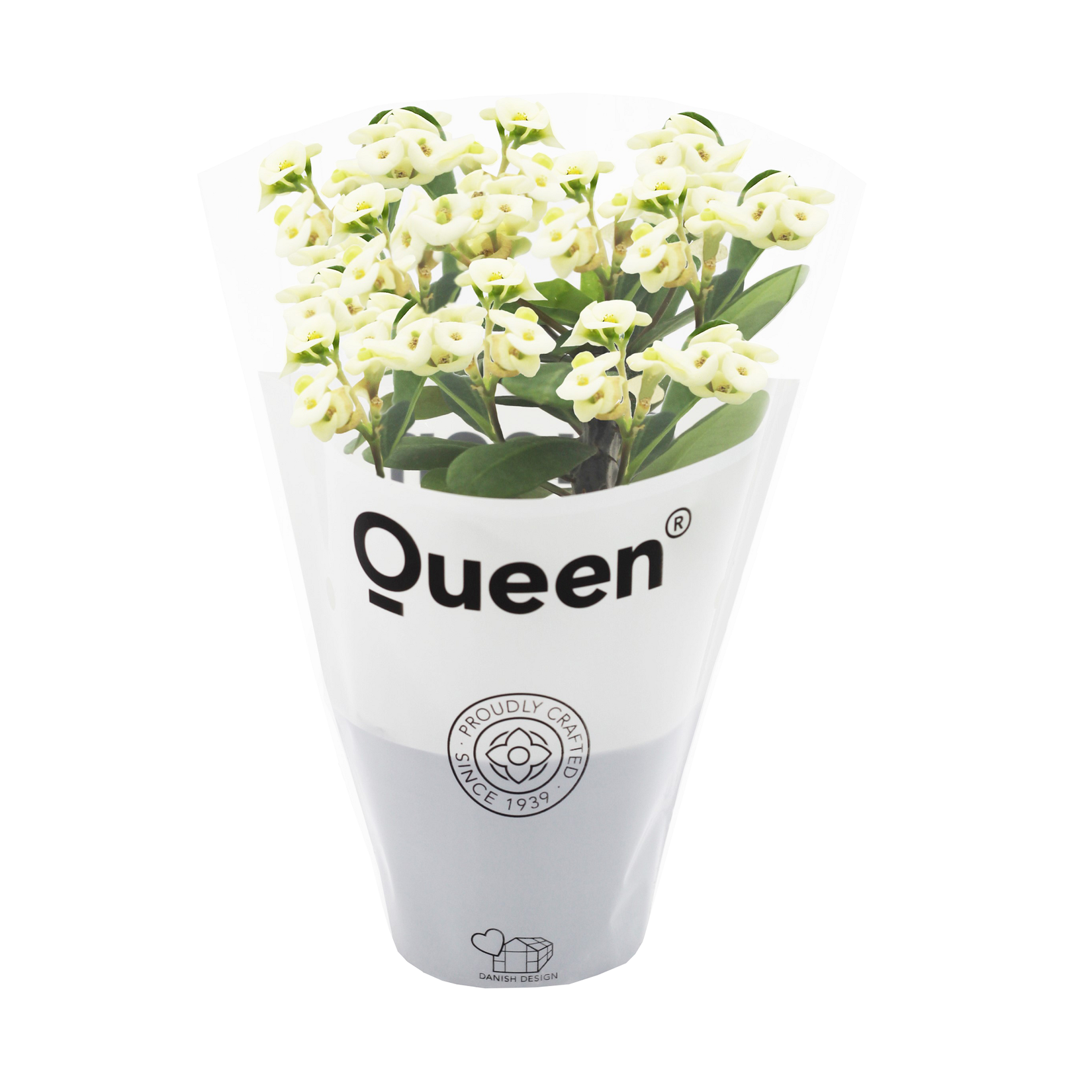 Euphorbia Milii - Görsel 2