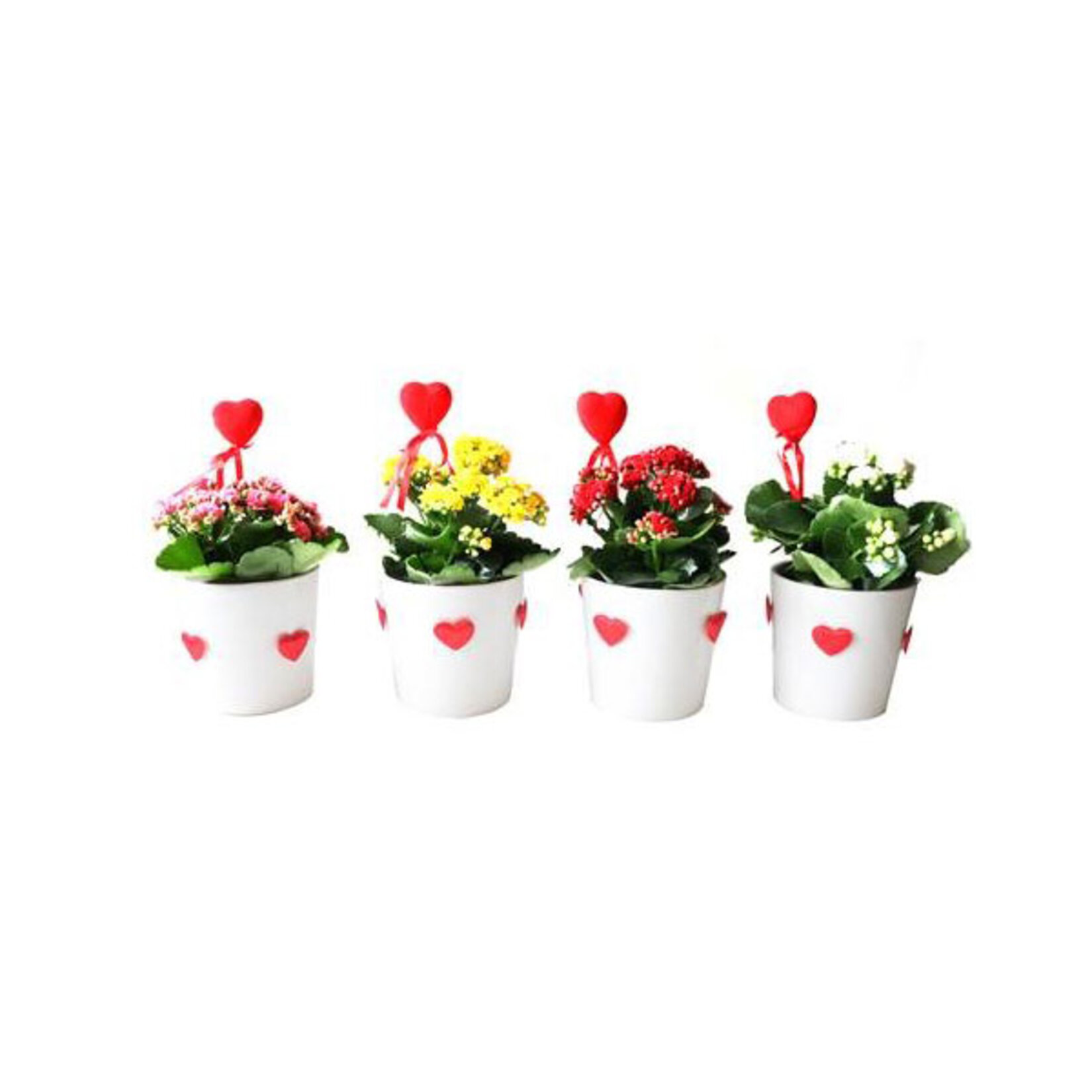 Kalanchoe Premium