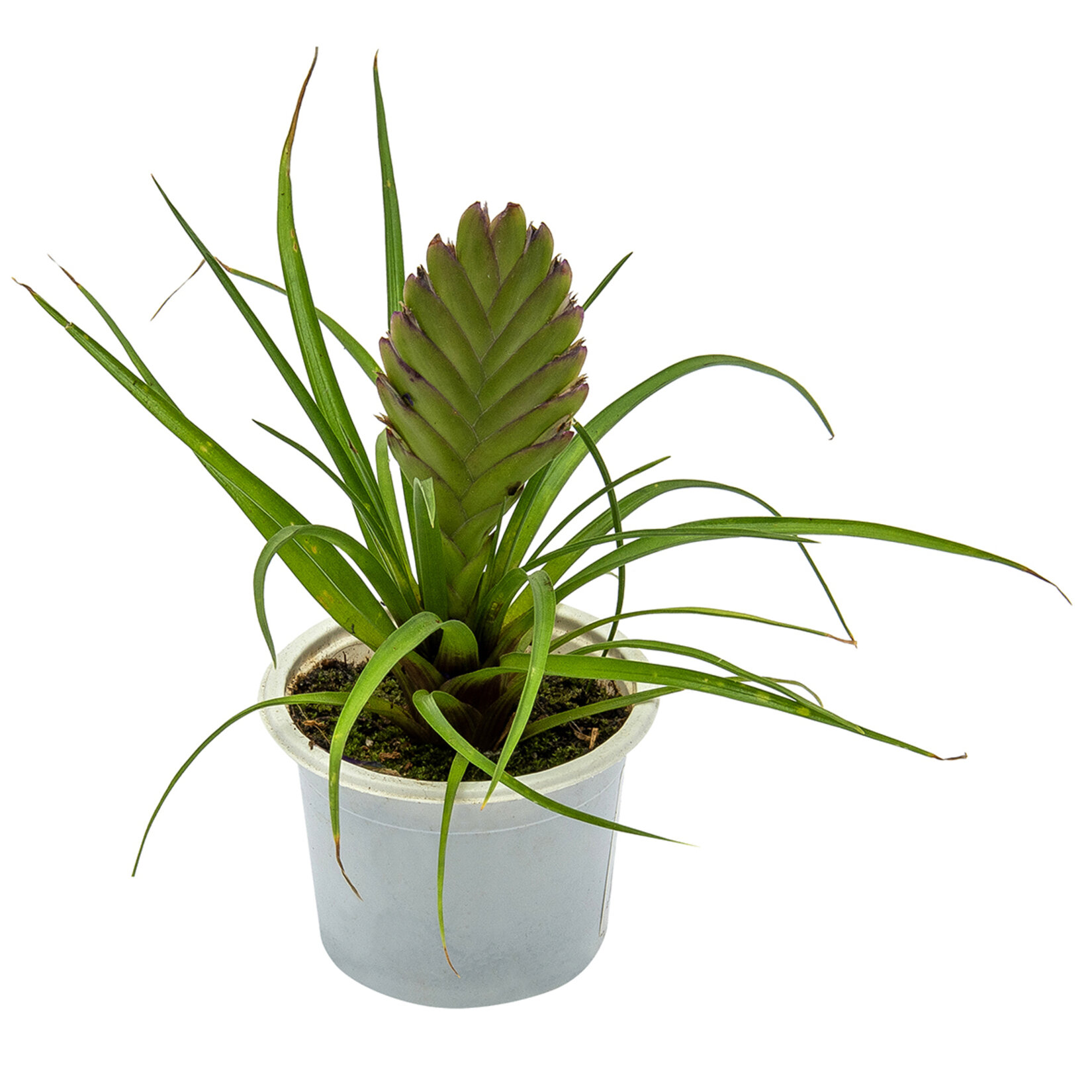 Hava Çiçeği (Tillandsia)
