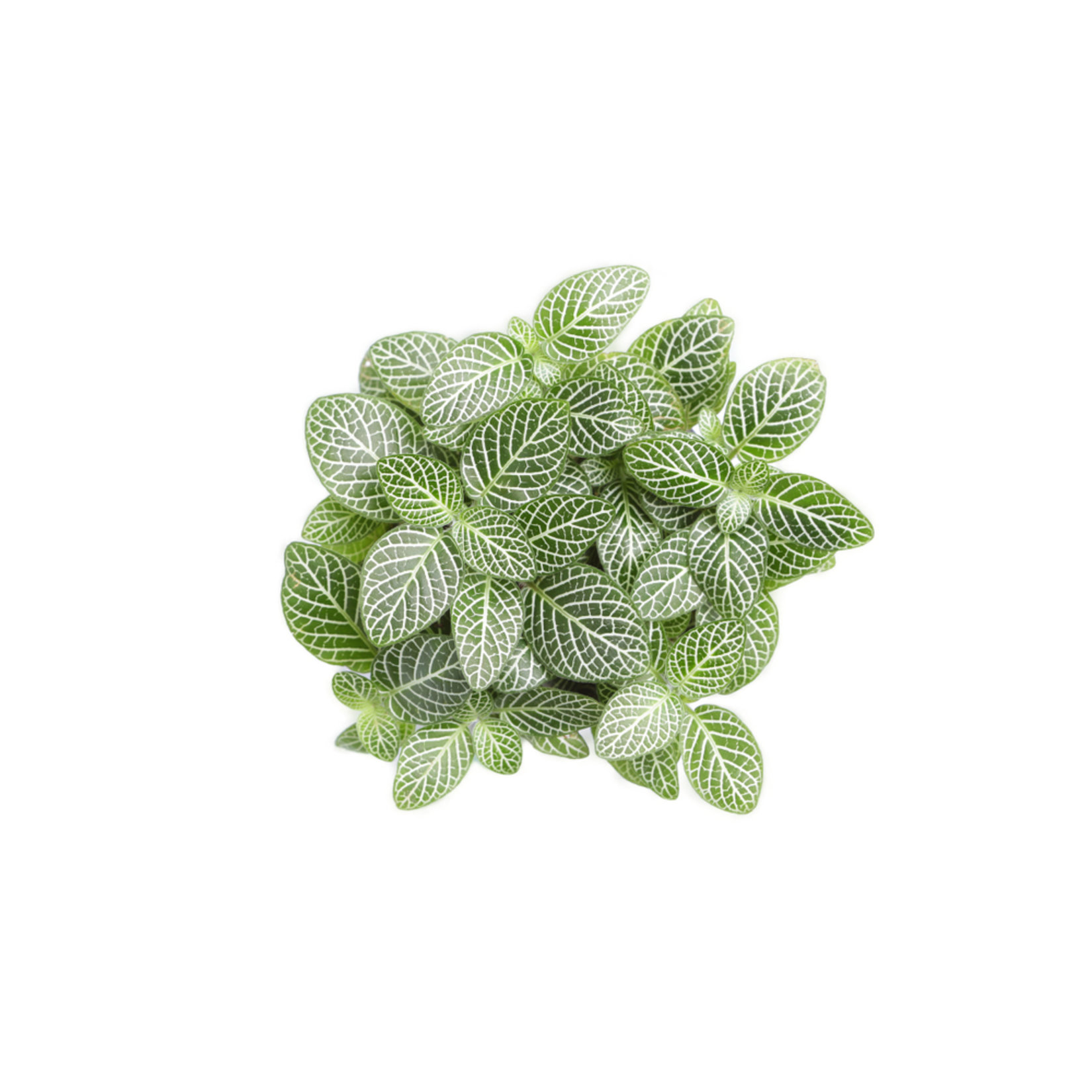 Fittonia
