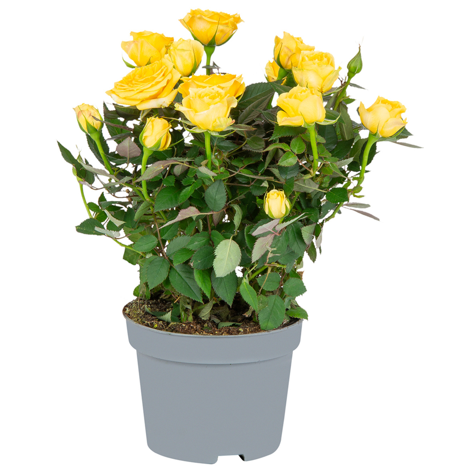 Mini Gül İthal - Görsel 1