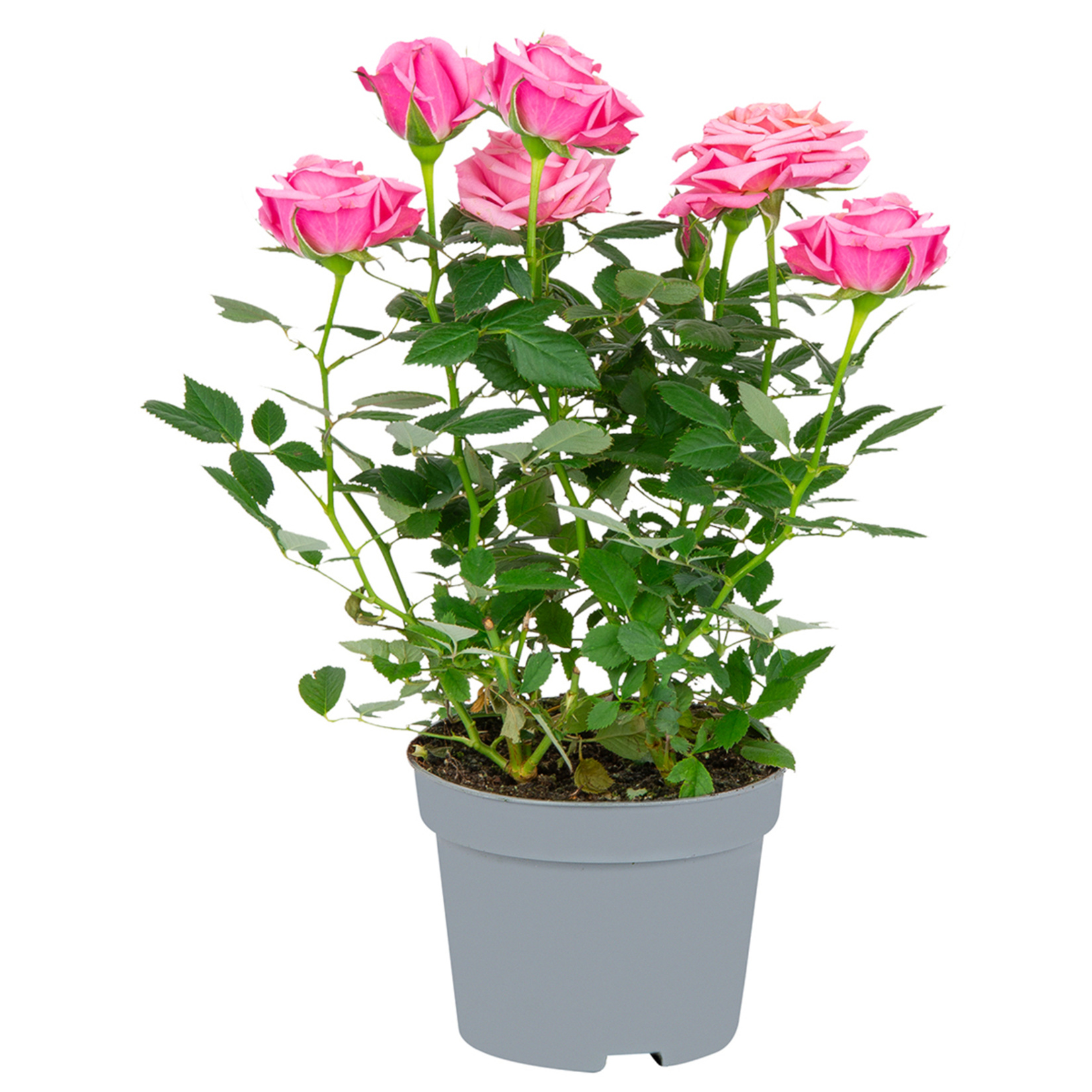 Mini Gül İthal - Görsel 2