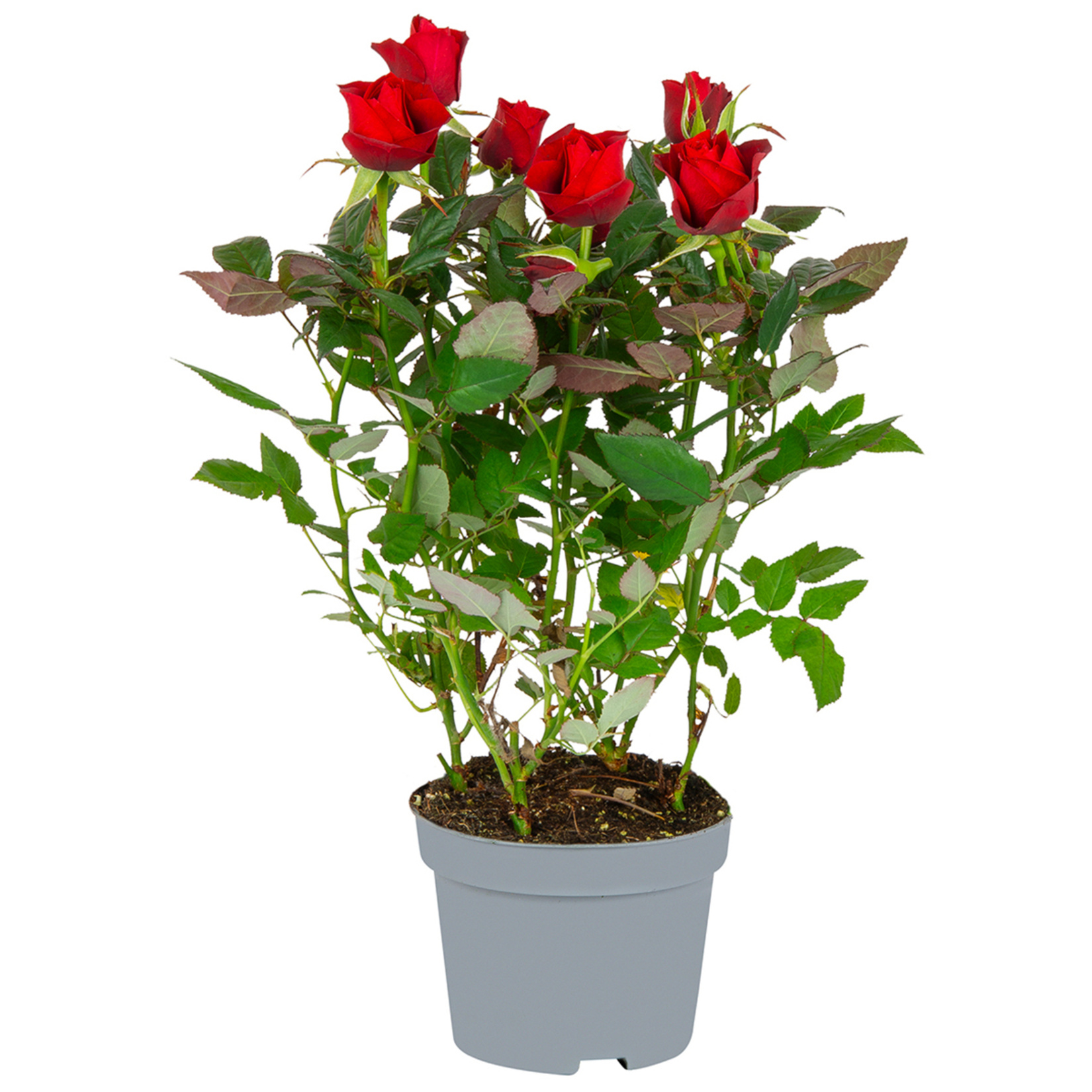 Mini Gül İthal - Görsel 3